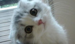 朝雾夕漫画,梦幻般的青春校园物语